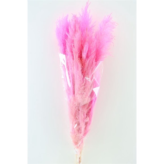 Cortaderia Dadang Soft Pink