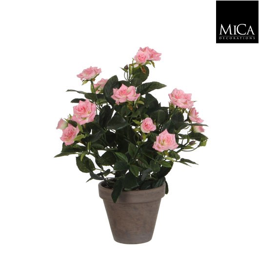 ROSEBUSH H33D25 PINK IN POT ST