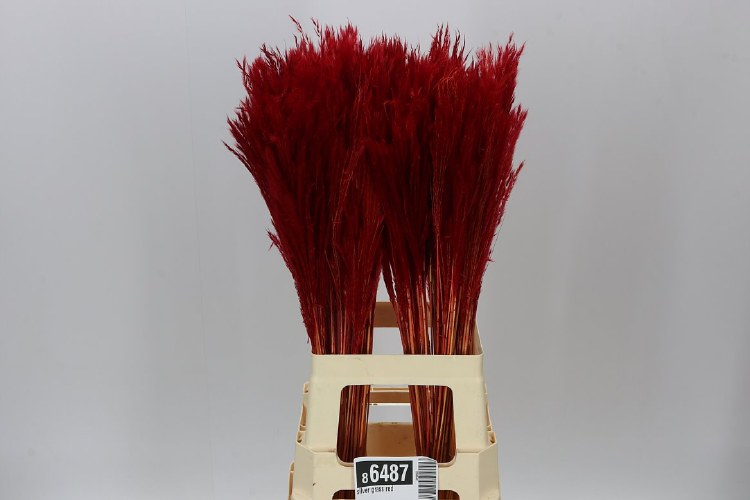 Silver Grass Red x20