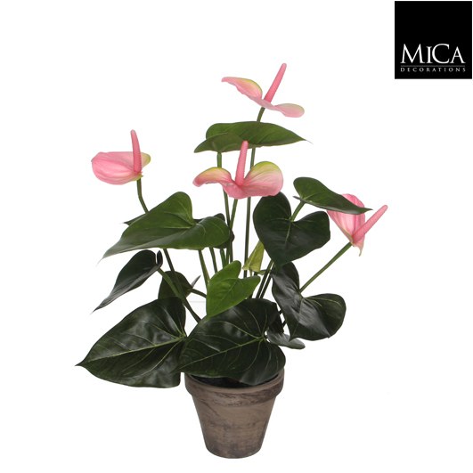 ANTHURIUM H40 D.PINK IN POT ST