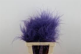 Stypha Penata Violet