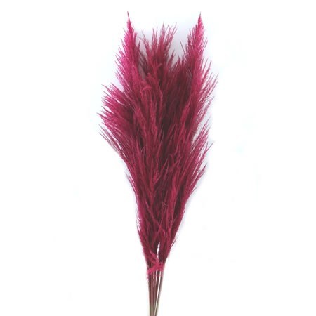 Dried Stem Cortaderia Super Red 165cm