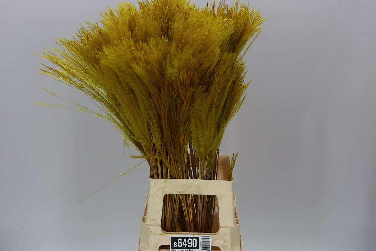 Silver Grass Yellow x20