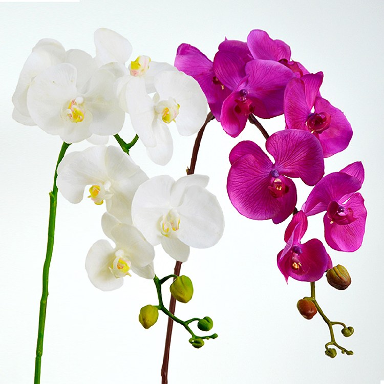 PHALAENOPSIS L77 PURPLE