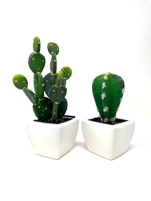 Cactus in pot Green Assorted (7.5x20cm)