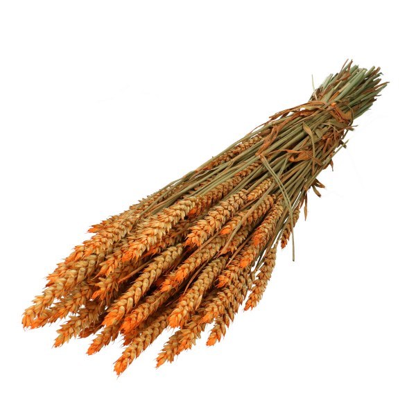 Dried Tarwe Wheat Salmon 70cm