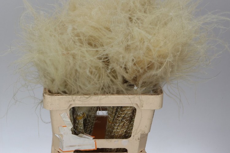 Dried Stypha Penata Toef Naturel Bu