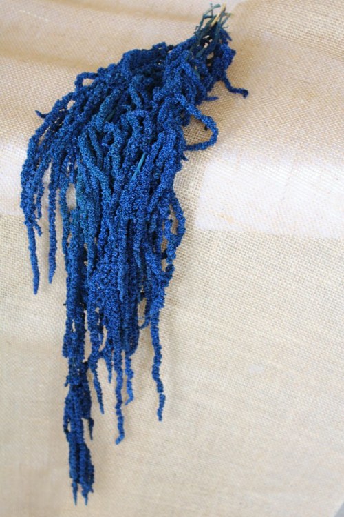 Dried Bunch Amarantus Caudatus Dark Bue 180cm