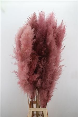 Dried Stem Cortaderia Super Pink 165cm