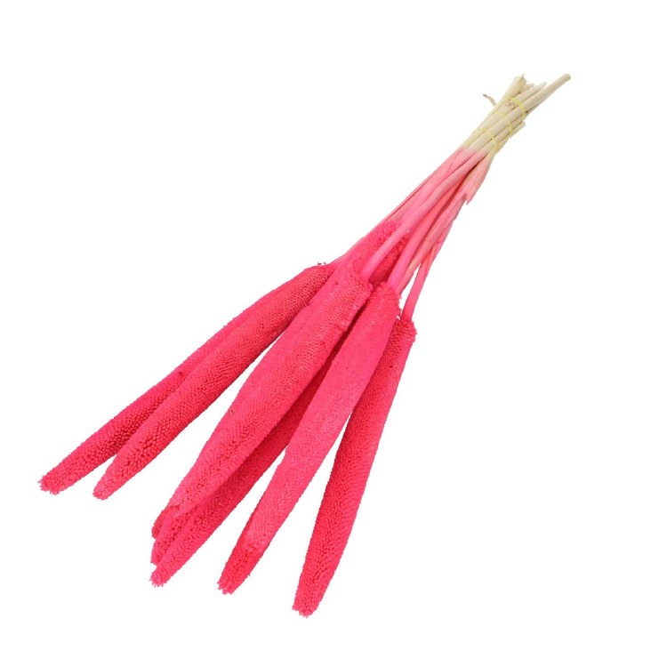 Droogbloem Bapala Cerise 65cm x10
