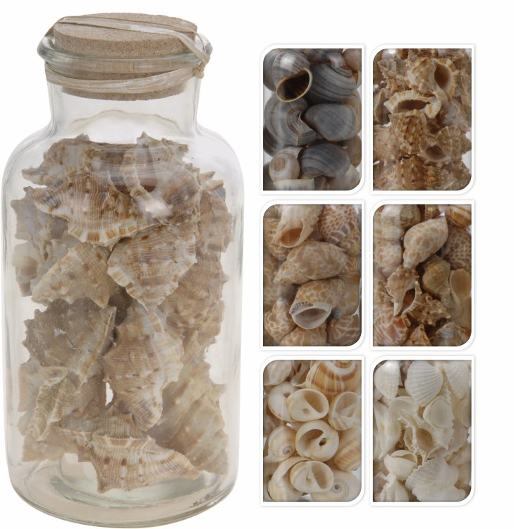 DECO SHELLS IN GLASS JAR