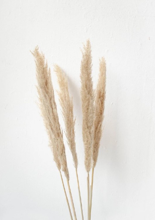 Dried Stem Cortaderia Super Frosted White 165cm