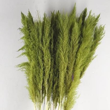 Dried Stem Cortaderia Super Green 165cm