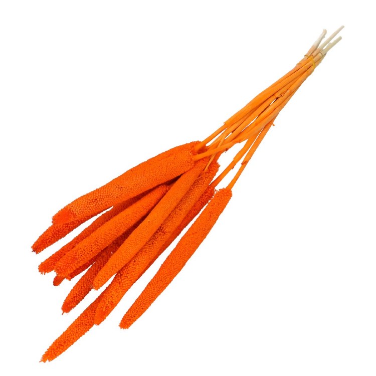Droogbloem Bapala Orange 65cm x10