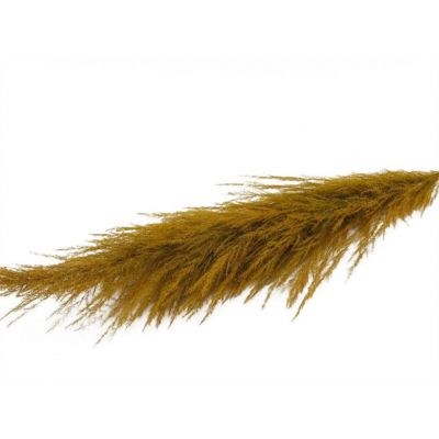 Dried Stem Cortaderia Super Yellow 165cm