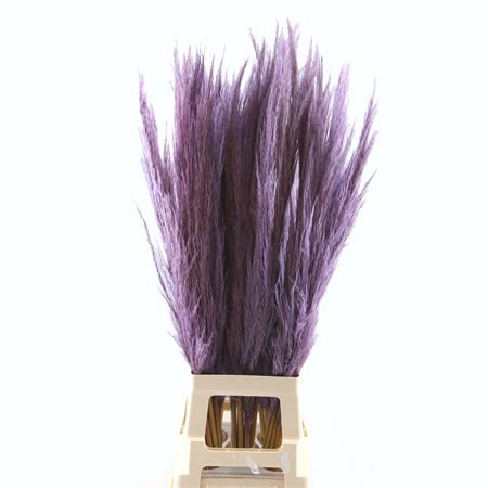 Dried Stem Cortaderia Super Purple 165cm
