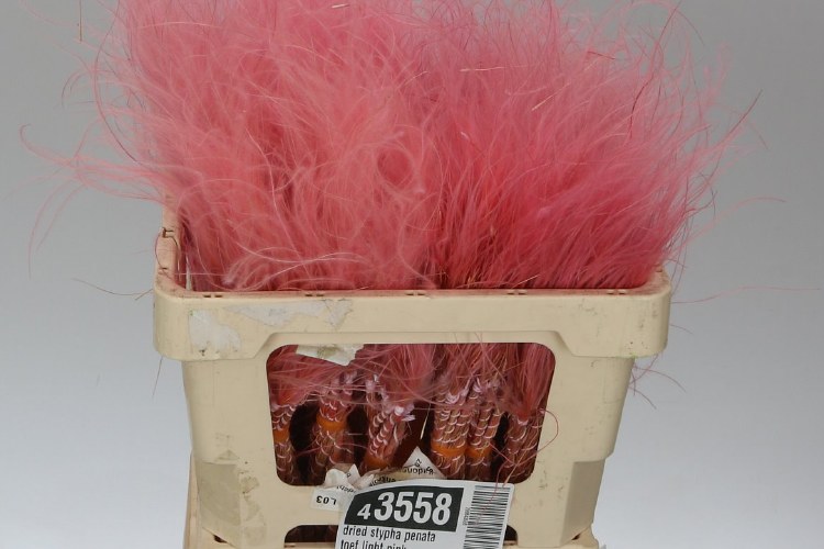 Dried Stypha Penata Toef Light Pink x10