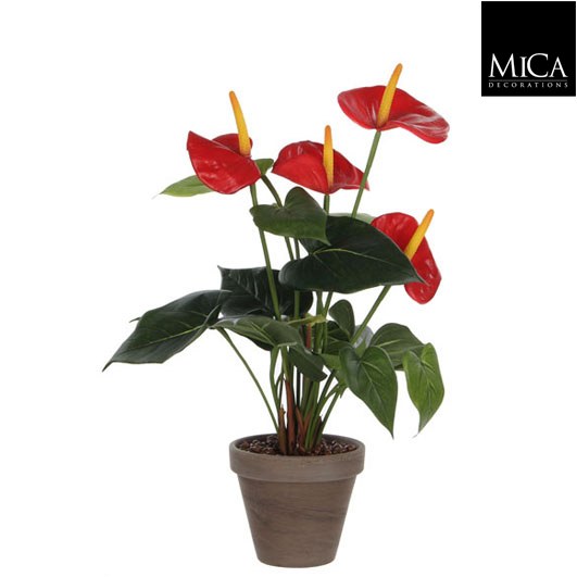 ANTHURIUM H40D30 RED IN POT ST