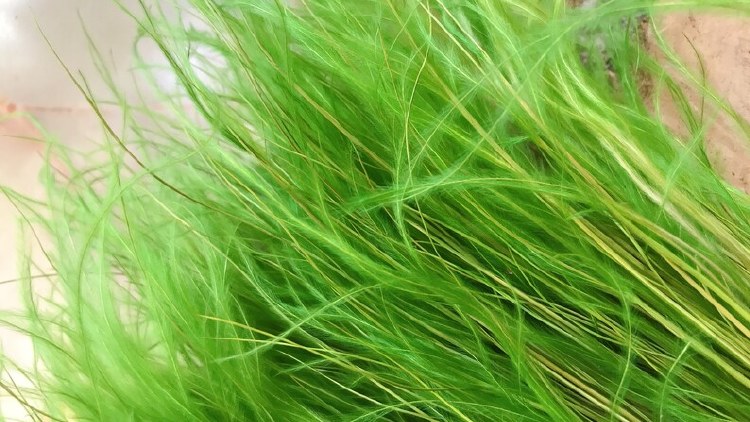 Dried Stipa Feather Green