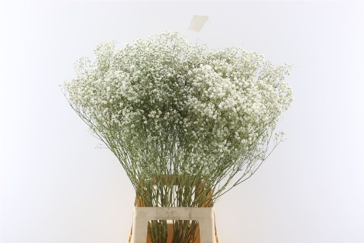 Dried Gyps Natural Bunch