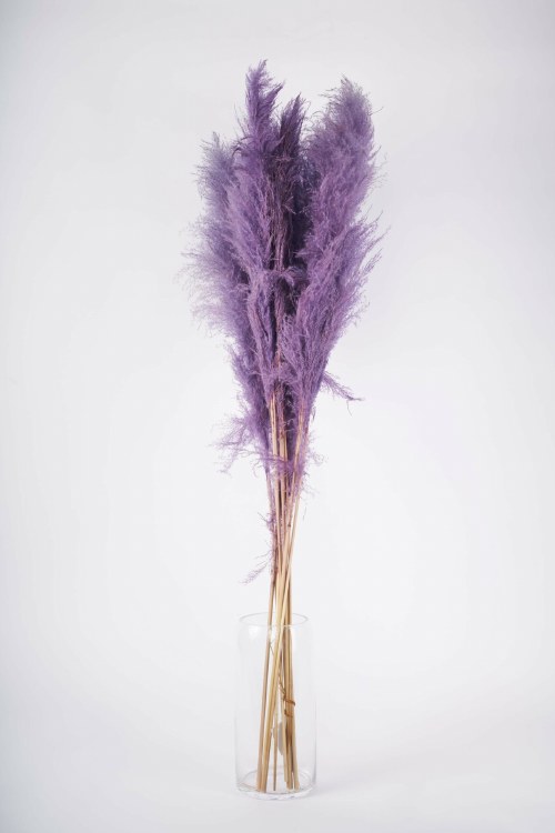 Dried Stem Cortaderia Super Milka 165cm