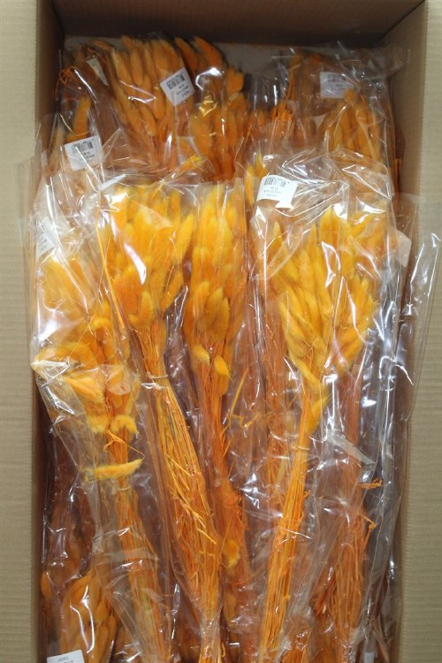 Dried Lagurus Abricot