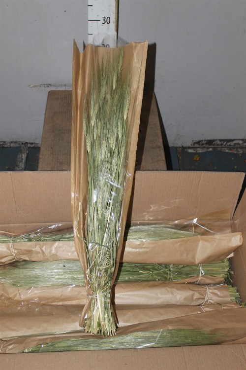 Gerst Barley