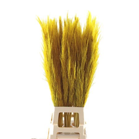 Cortaderia Painted Yellow