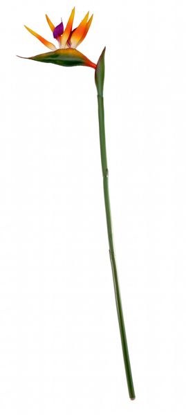 Artificial Bird Of Paradise Large