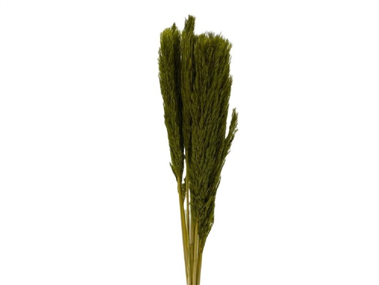 Dried Nanal Grass Green 75cm x10