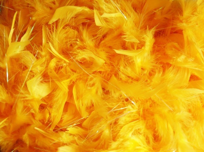 Feathers Loose Bright Yellow Box