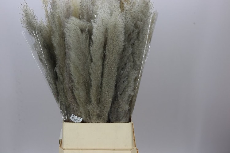 Dried Cortaderia Dadang Grey