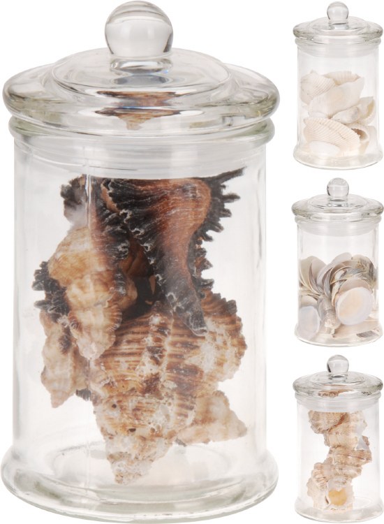 Decoration Shells In Glass Pot