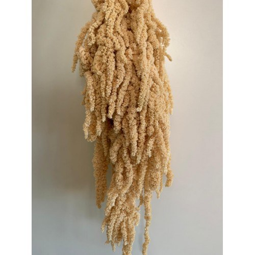 Dried Bunch Amarantus Caudatus Pres. Natural 80cm