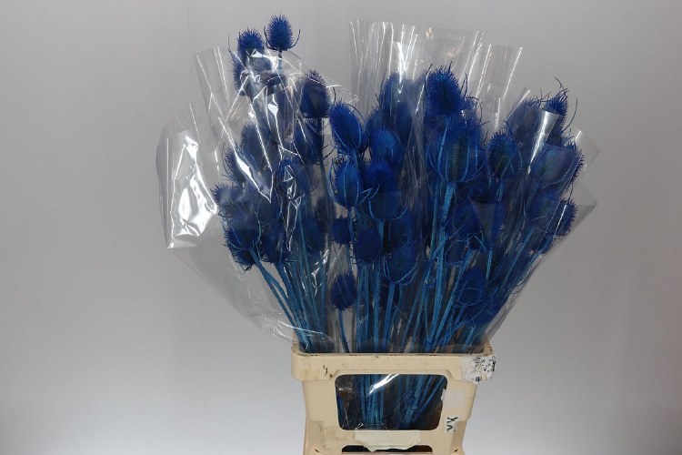 Dried Cardo Blue Dark