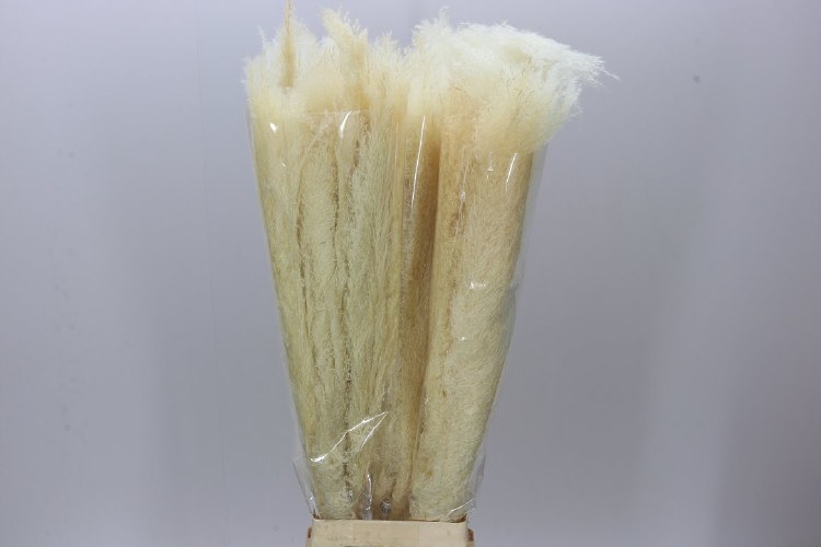 Dried Cortaderia Dadang Bleached