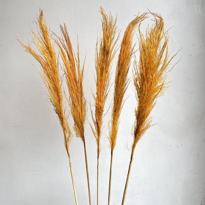 Dried Stem Cortaderia Super Orange 165cm