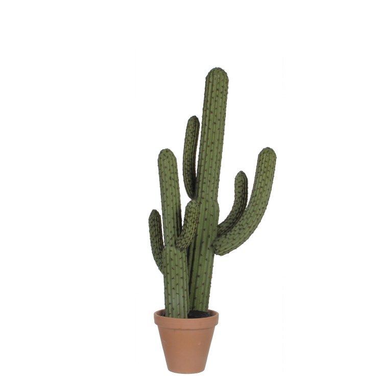 Cactus in plastic pot (Green)