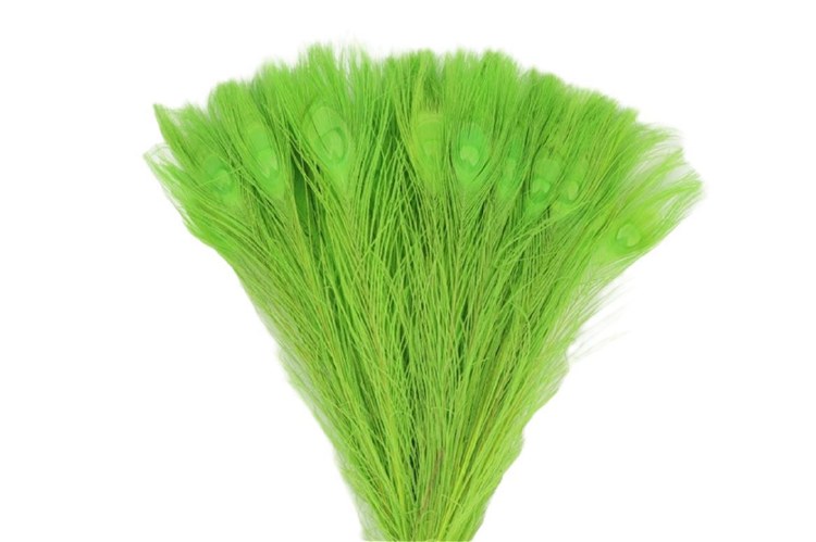 Peacock Feathers Light Green X50