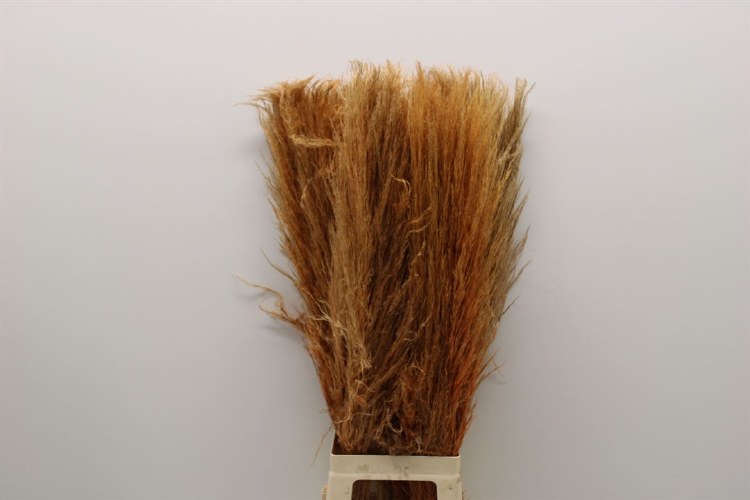 Cortaderia Painted Orange