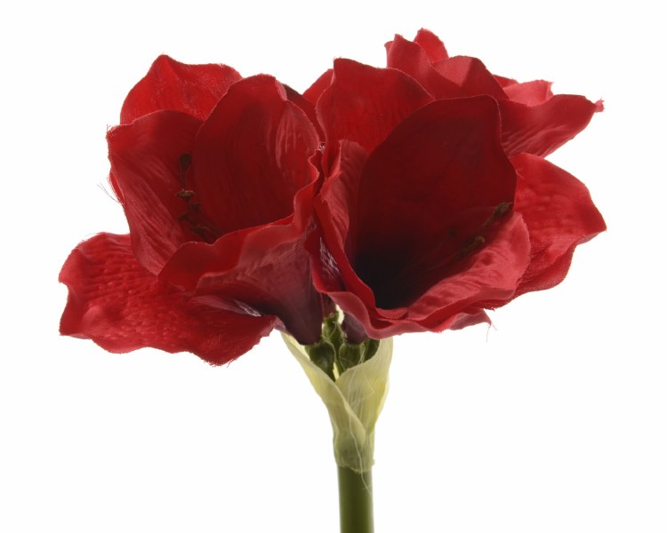silk amaryllis on stem
