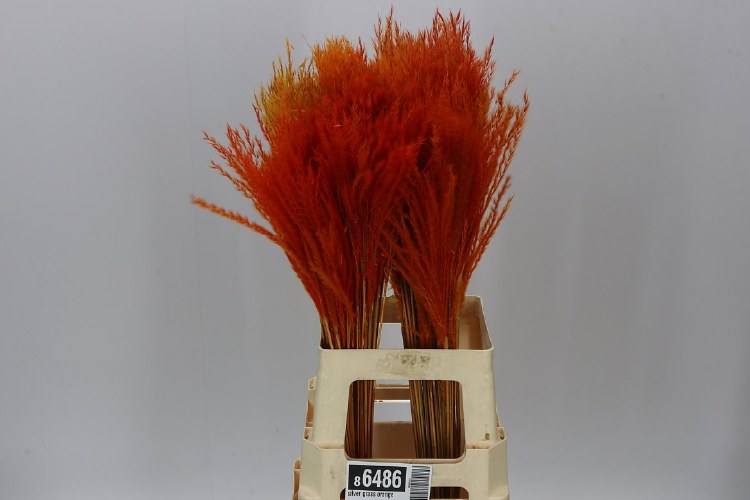 Silver Grass Orange x20