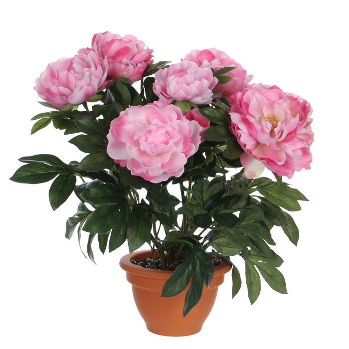 Peony in pot Campana terra (45x50cm/Pink)