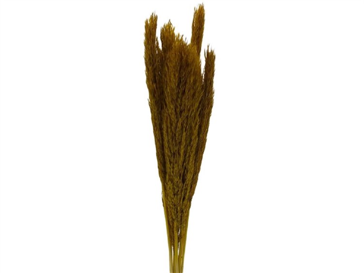 Dried Nanal Grass 75cm x10
