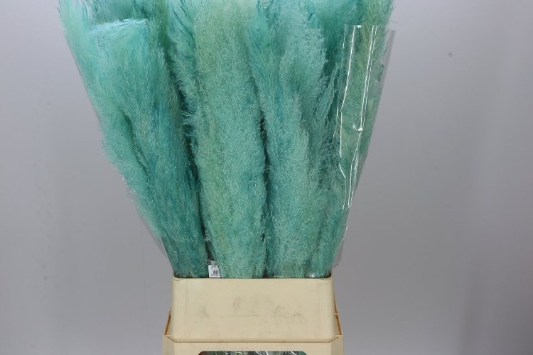 Dried Cortaderia Dadang Light Blue