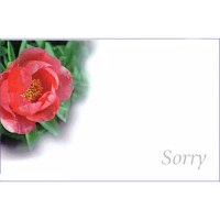 Cards Pink Paeony Sorry