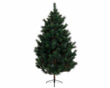 Ponderosa pine 210cm