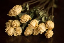 Dried Rose Yellow X 8