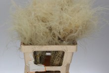 Dried Stypha Penata Toef Naturel Bu