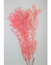 Dried Ruscus Light Pink